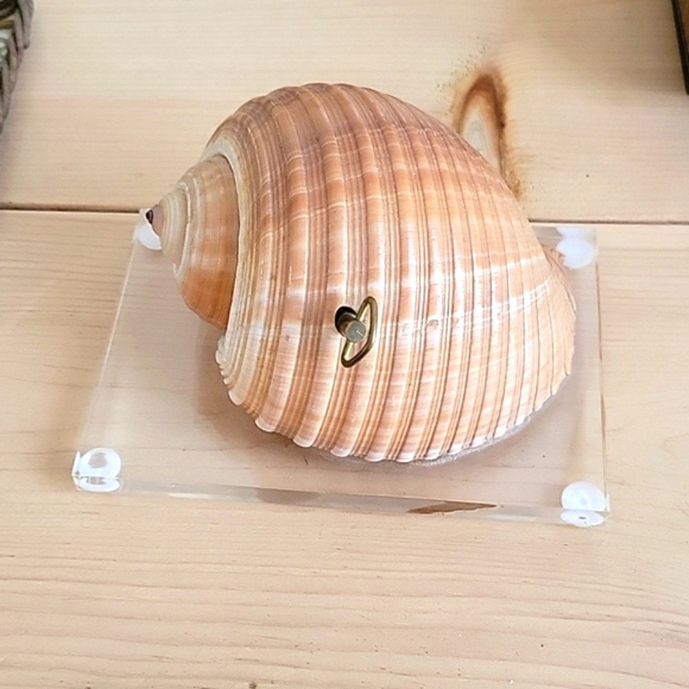 Real Tunna Shell Music Box by Seabright Shell Musicals # SM-03
